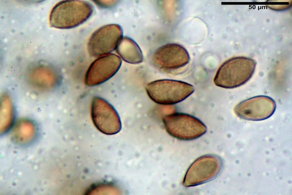 Hebeloma vaccinum 7703 28.JPG