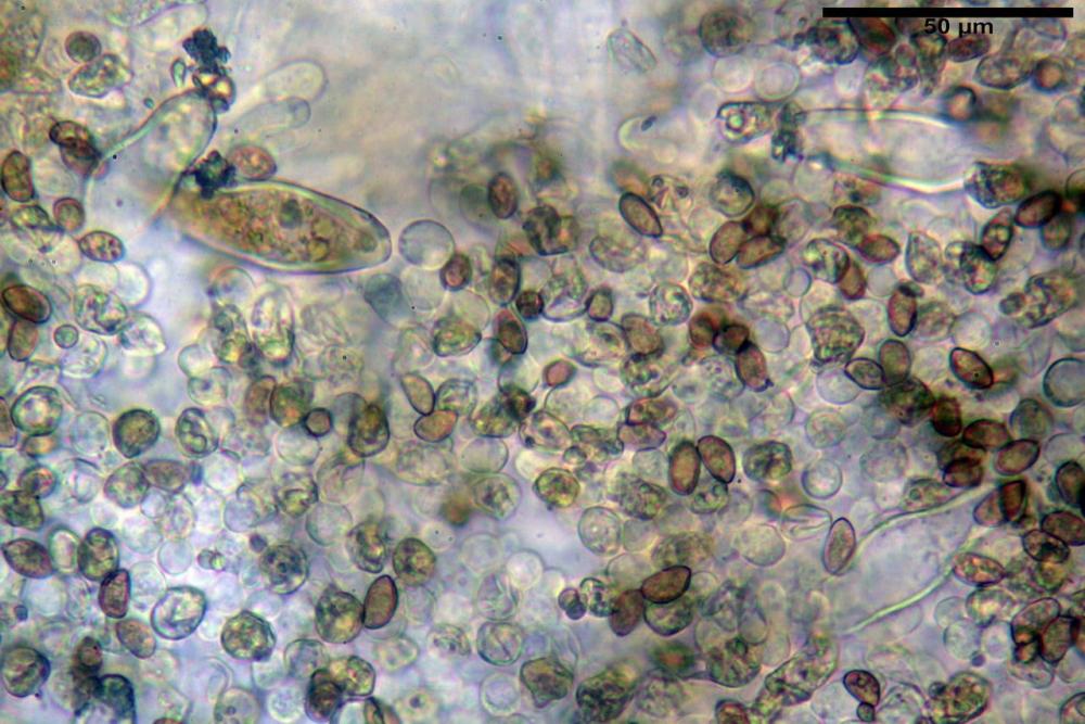 Inocybe phaeoleuca 7440 22.jpg
