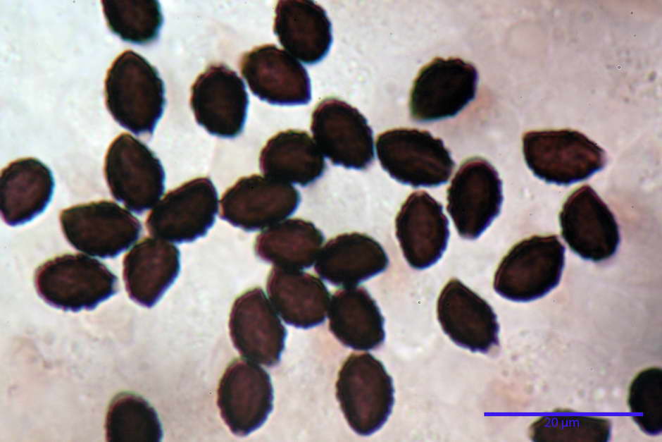 lacrymaria pyrotricha 4812 73.jpg