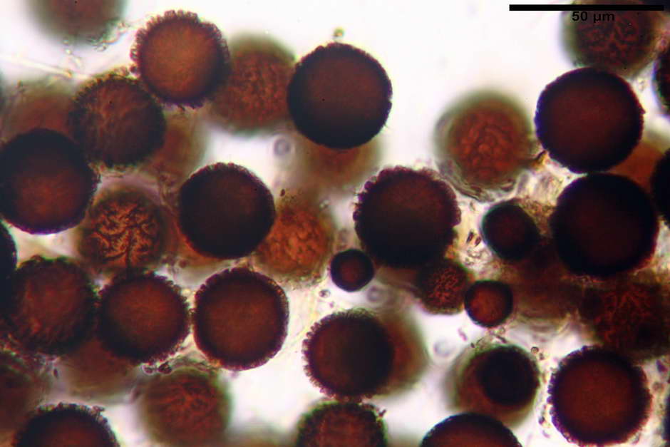 elaphomyces granulatus 4710 12.jpg