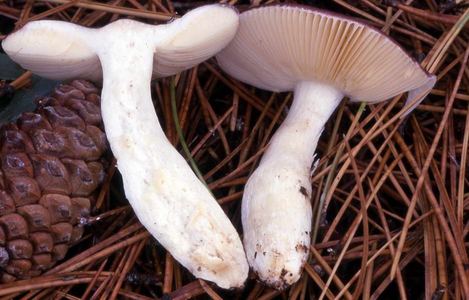 russula caerulea 753 03.jpg