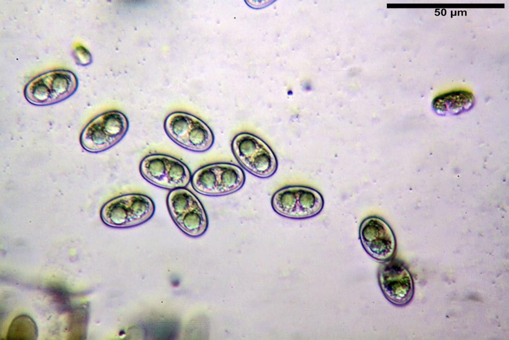 adelphella babingtonii 25.jpg