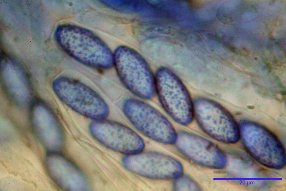 Peziza phyllogena 10_resize.JPG