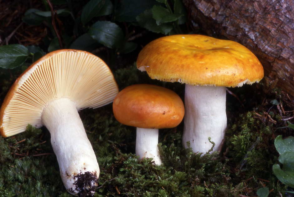 russula aurea 1315 02.jpg