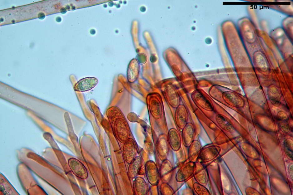 peziza badioides 4670 37.jpg