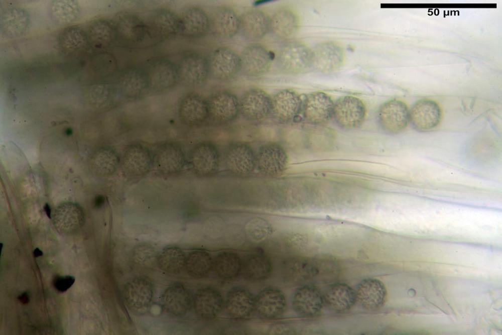 Plicaria trachycarpa 6920 44.jpg