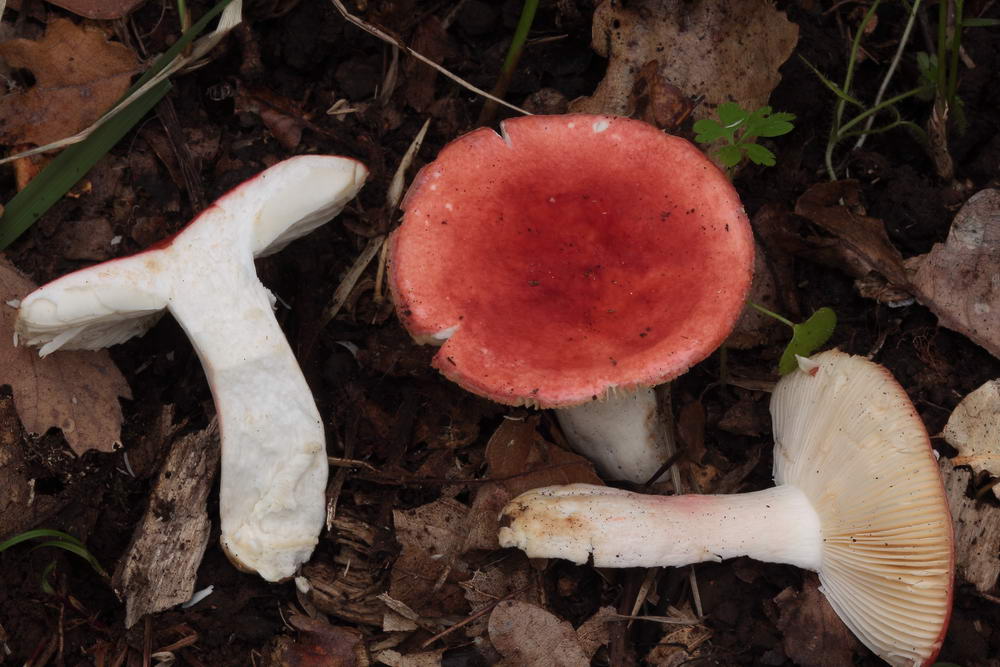 russula persicina 5139 04.JPG