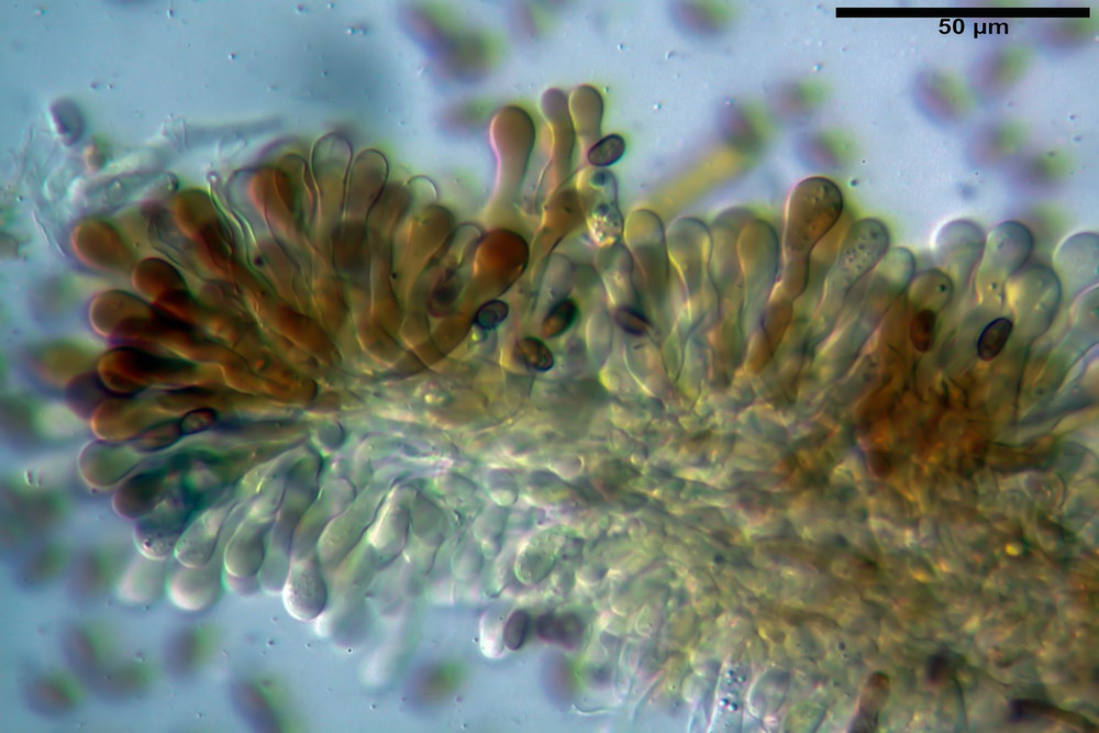 pholiota tuberculosa 5165 06_resize.jpg