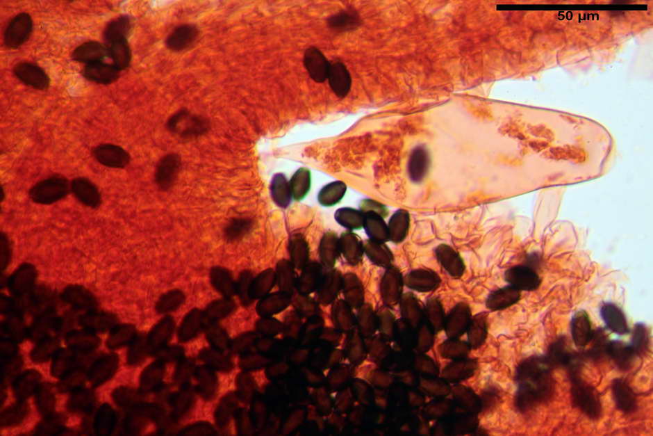 Coprinopsis pachyderma 4824 33.jpg