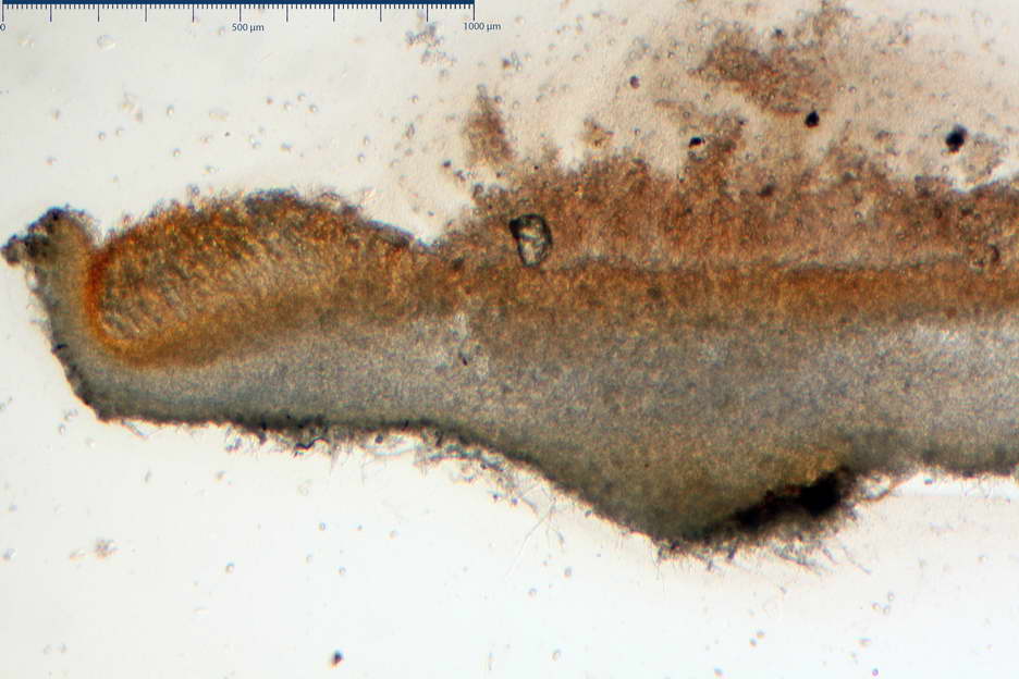 octospora roxheimii 4825 03.jpg