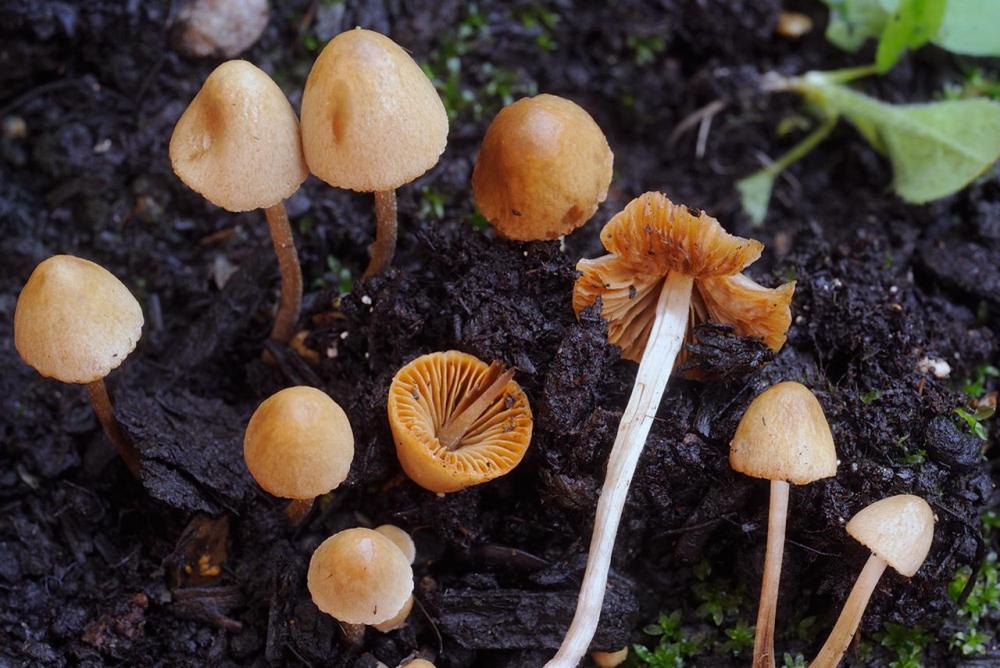 Conocybe macrospora 5900 01.jpg