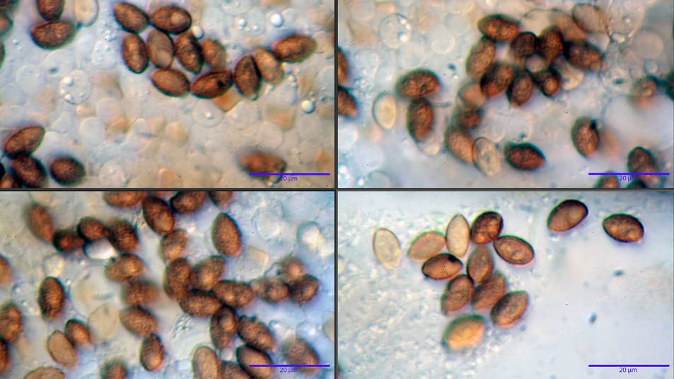 Galerina pruinatipes 11.jpg