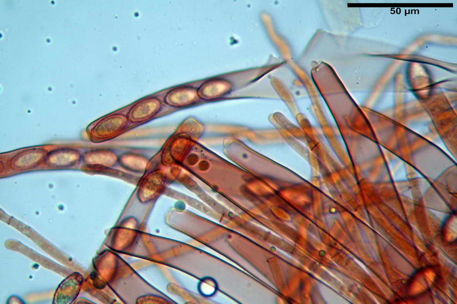 peziza badioides 4670 36.jpg