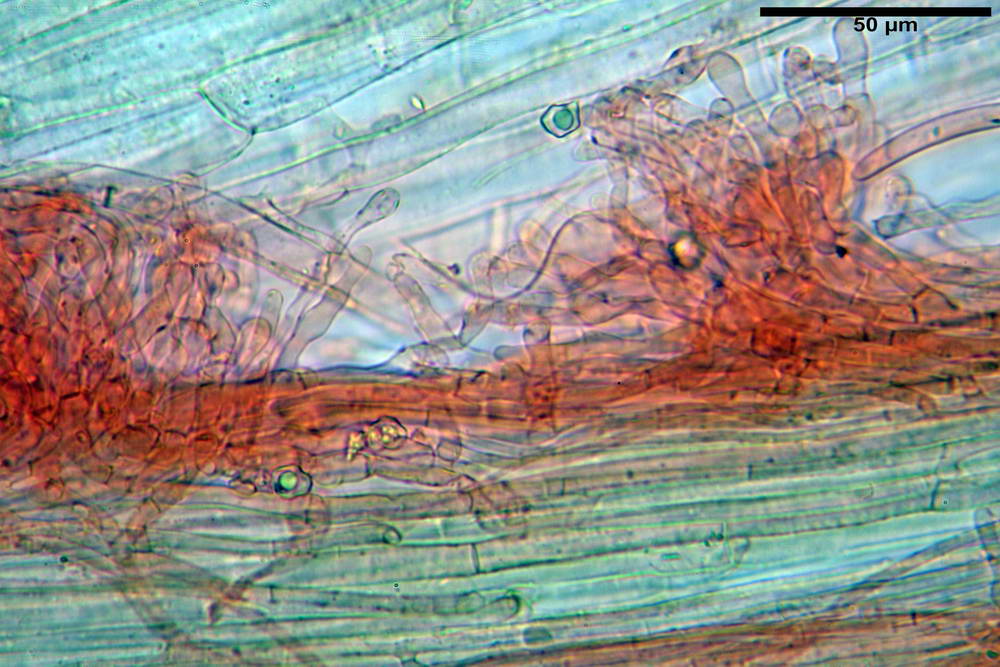 entoloma056.jpg