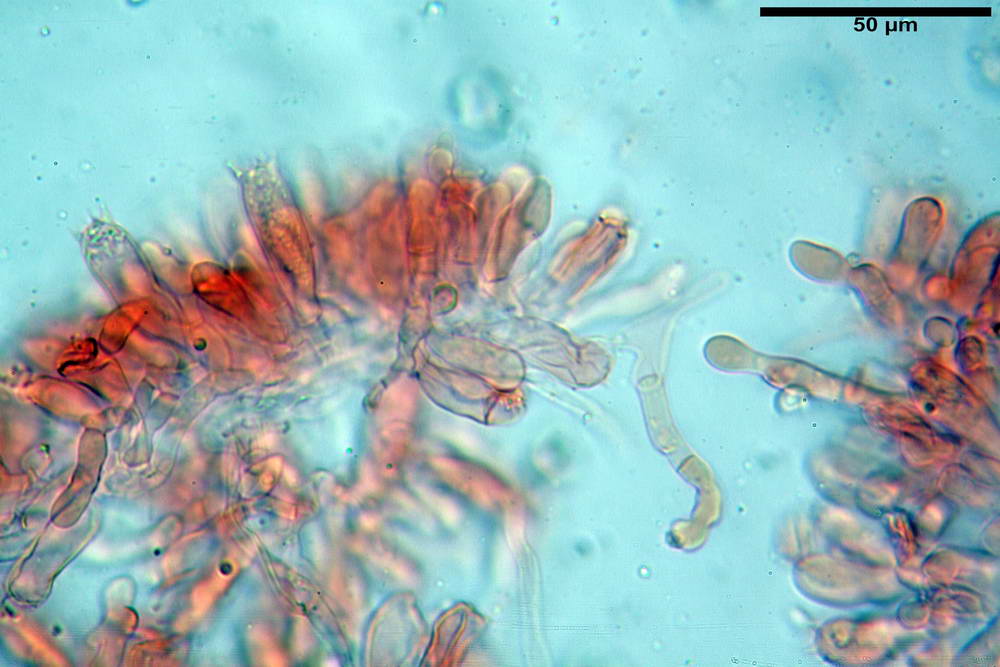 entoloma034.jpg