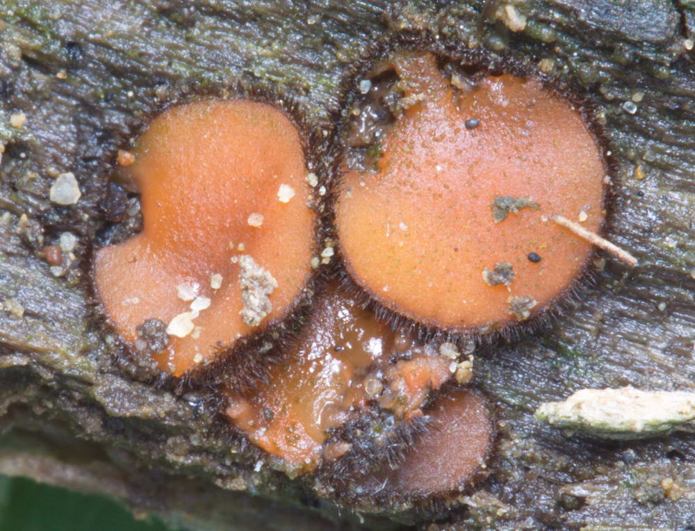 scutellinia superba 5075 03.jpg