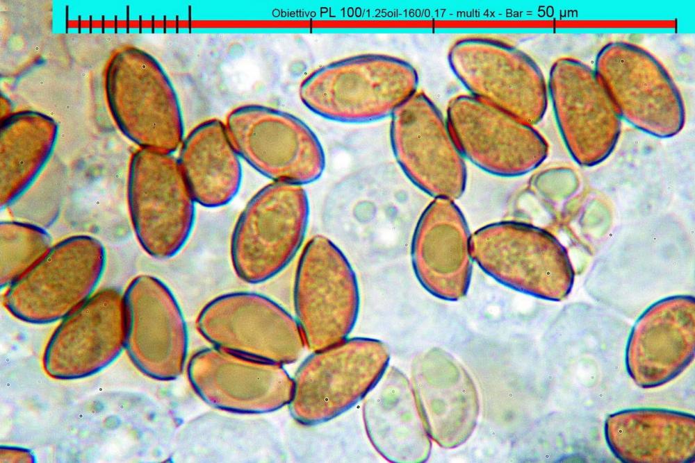 pholiotina aeruginosa H2O spore 01.jpg