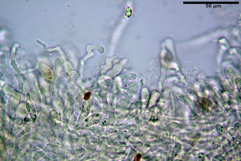 pholiota 07.jpg
