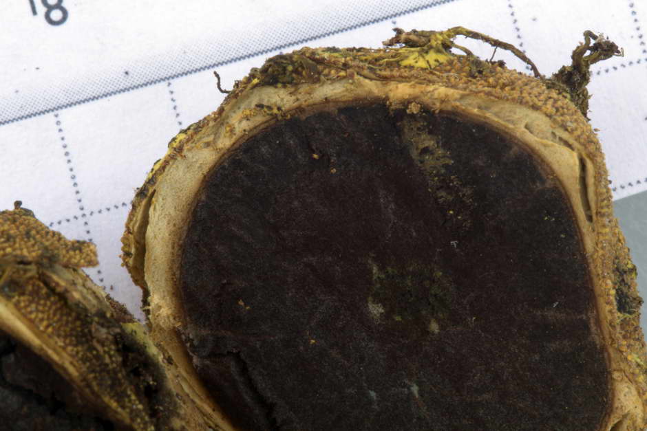 elaphomyces granulatus 4710 04.jpg