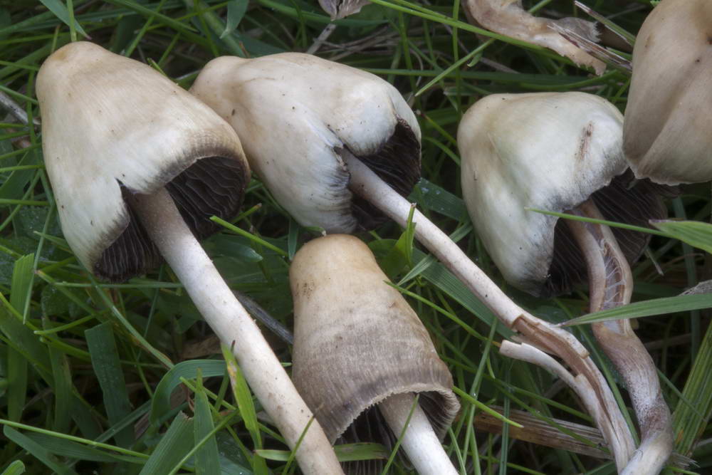 psilocybe semilanceata 4872 04.jpg