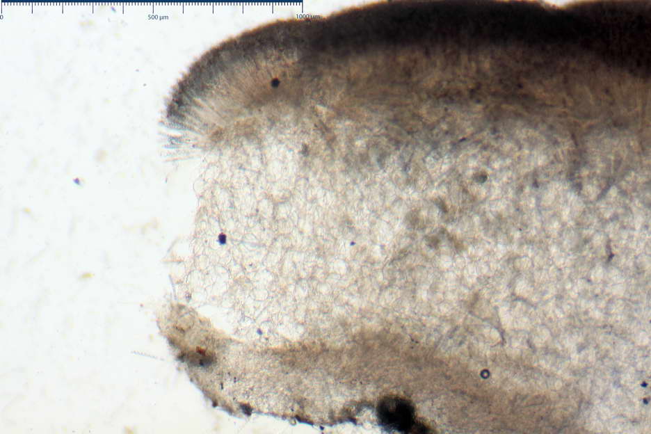 peziza subviolacea 4827 03.jpg