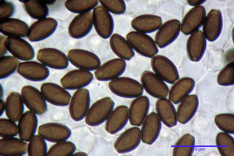 Coprinopsis pachyderma 4824 67.jpg