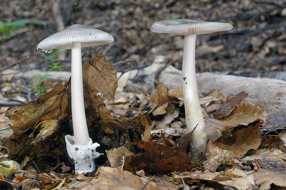 amanita 01.jpg