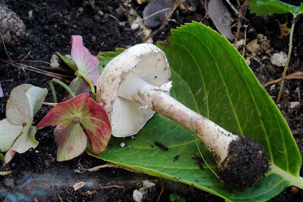 leucoagaricus cinerascens 5025 03.jpg