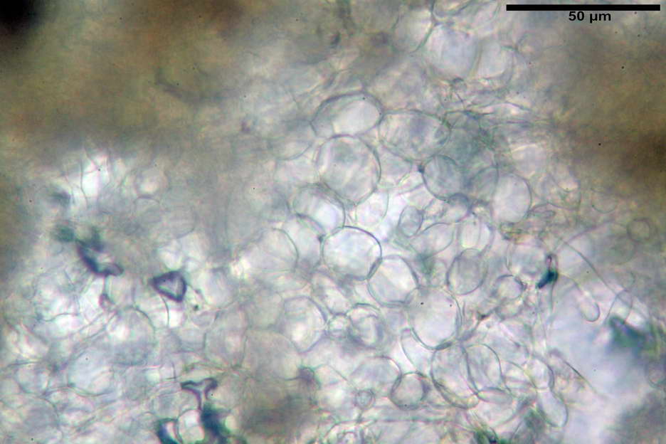 urnula pouchetii 4829 12.jpg