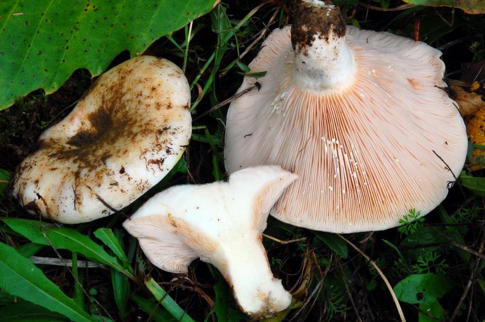 Lactarius controversus 6545_1.JPG