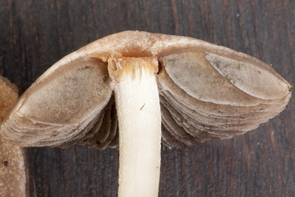 panaeolus cinctulus particolare lamelle non maculate 02.jpg