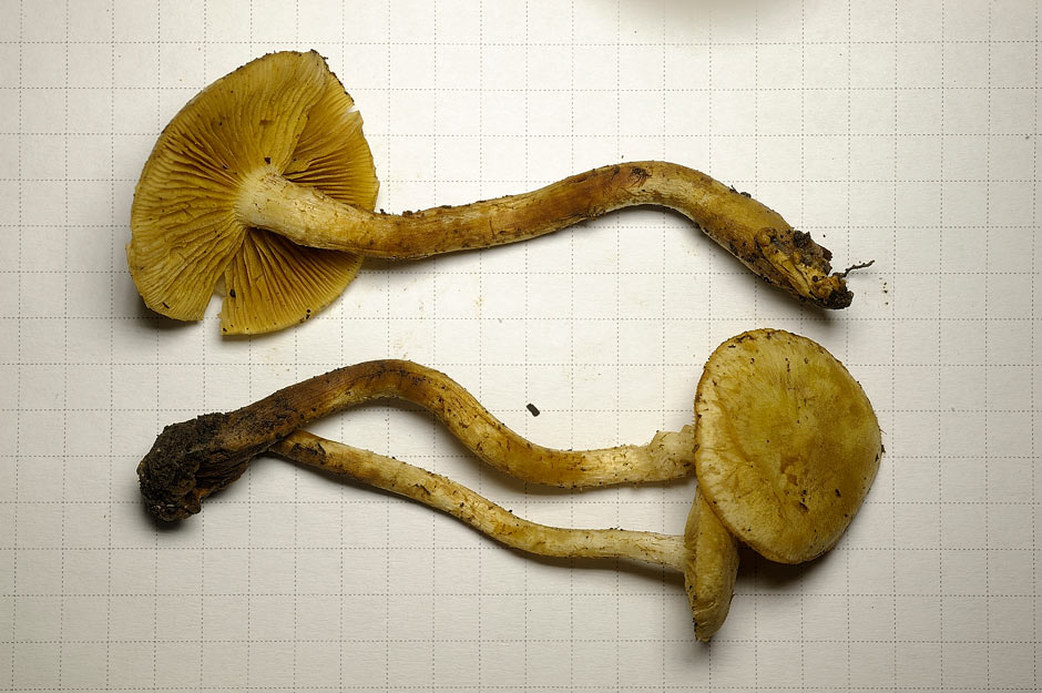 Pholiota conissans 4823 07.jpg