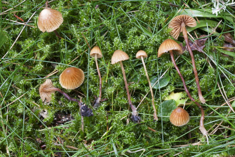 galerina atkinsoniana 4909 03.jpg