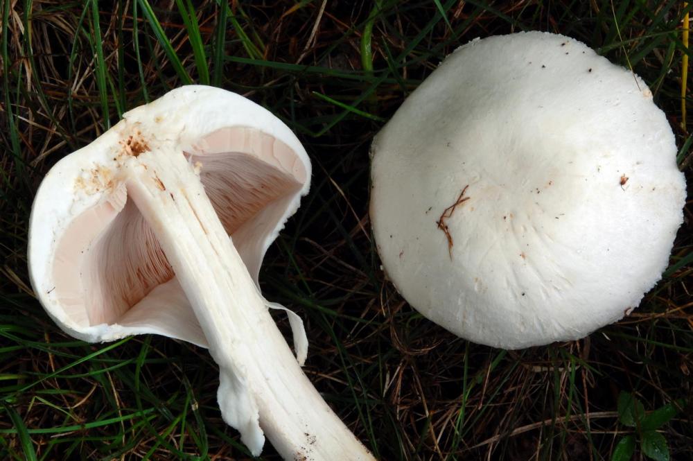 Agaricus arvensis 6530_4.JPG