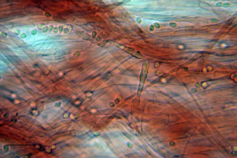 Cystodermella cinnabarina 35.JPG