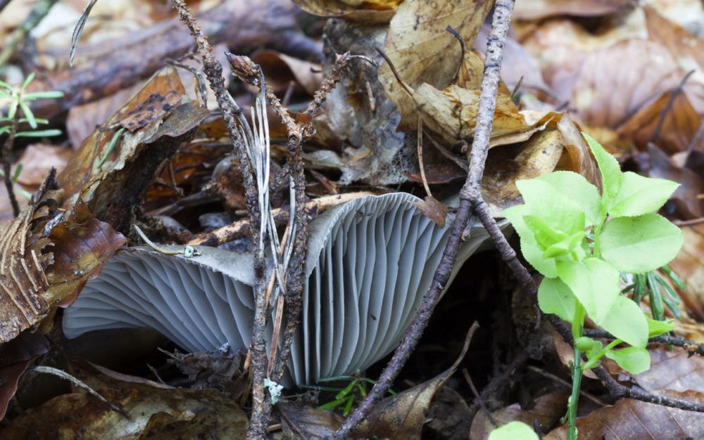 hygrophorus marzuolus 5172 02_resize.jpg