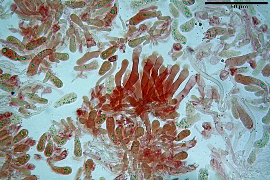 pholiota tuberculosa 4736 15.jpg