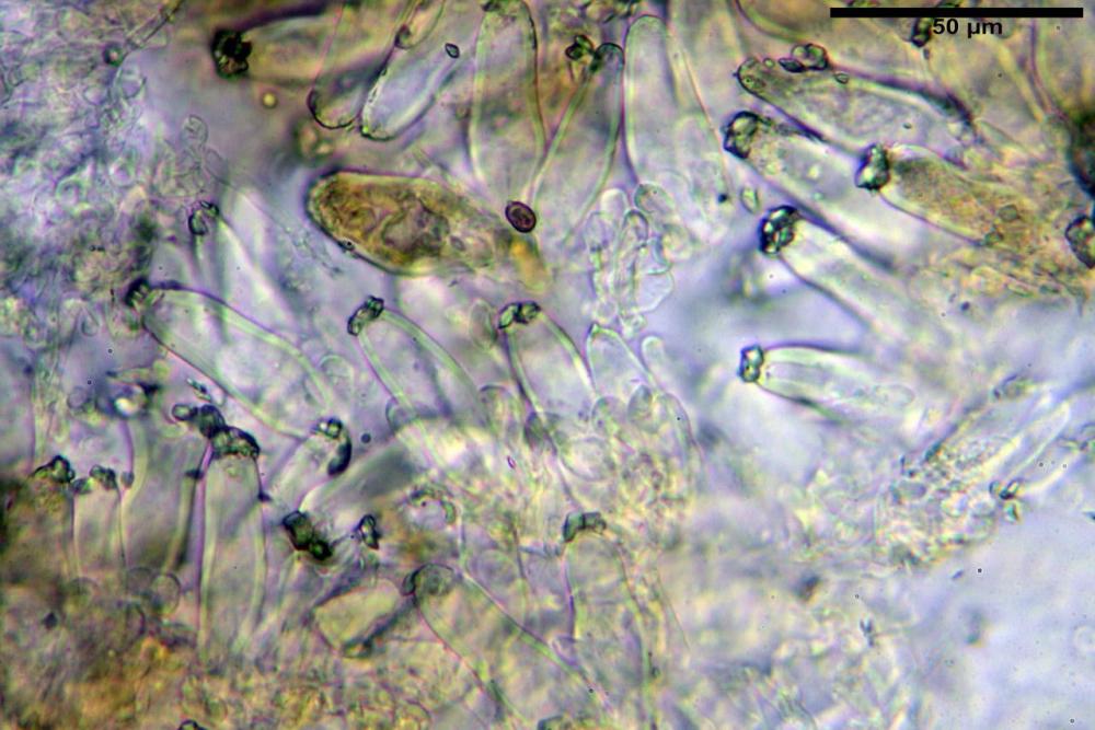 Inocybe phaeoleuca 7440 46.jpg
