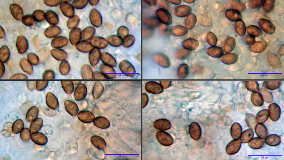 Galerina pruinatipes 10.jpg