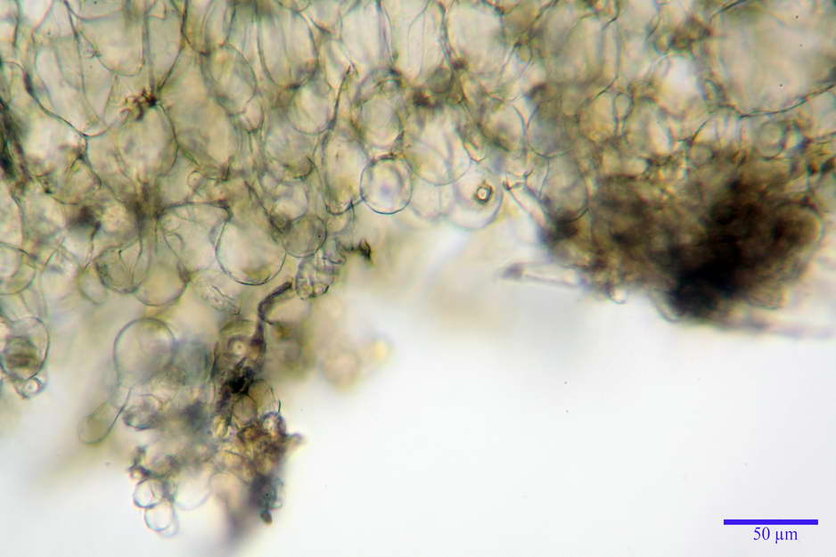 peziza badioides 4670 20.jpg