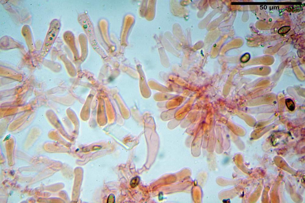 Pholiotina dasypus 7474 15.JPG