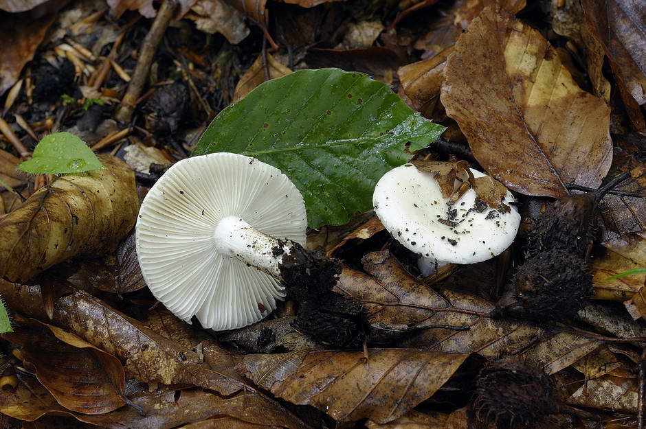 Russula 01.jpg