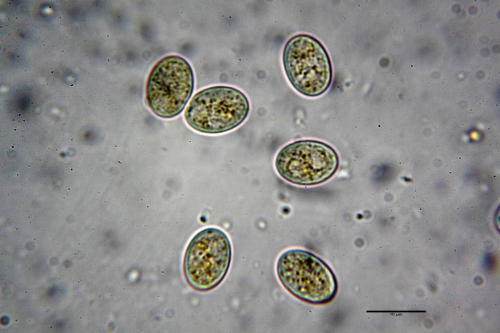 Pilobolus kleinii 9525 25.JPG
