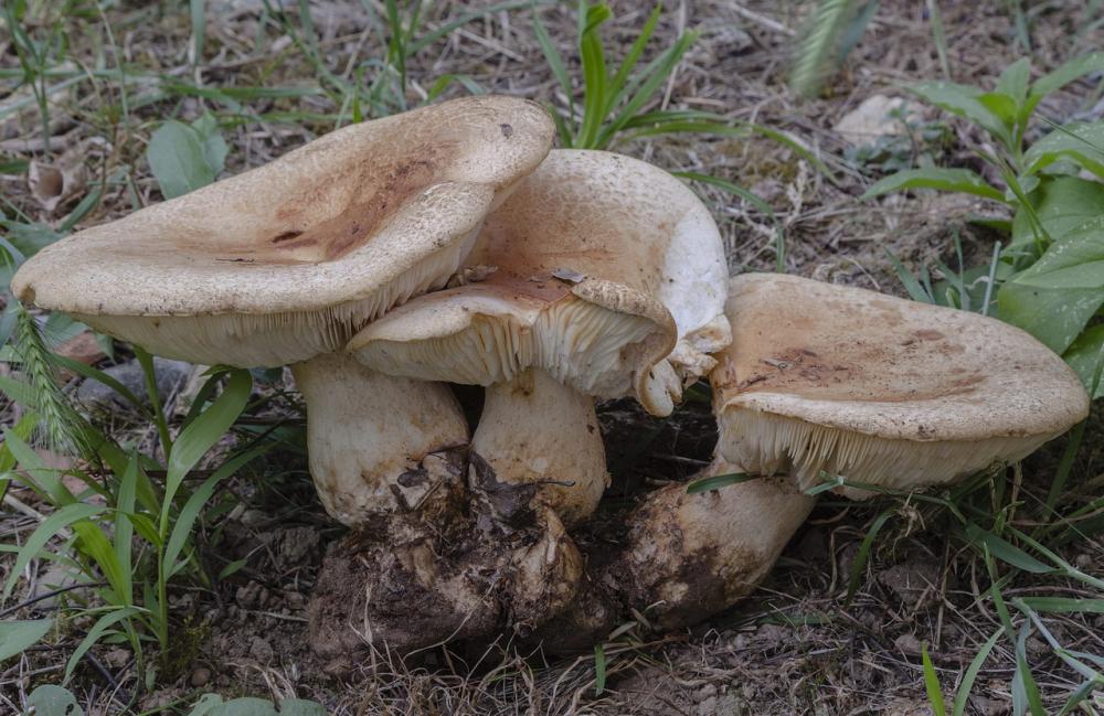 leucopaxillus macrocephalus 5207 02_resize.jpg