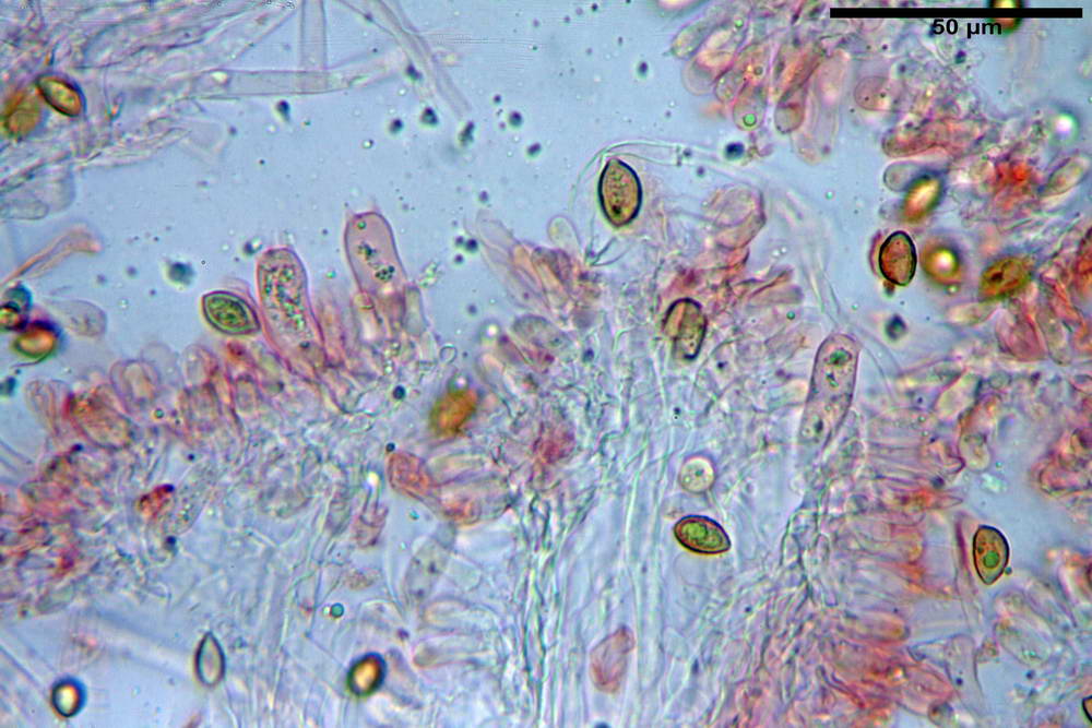 hebeloma velutipes 47.jpg