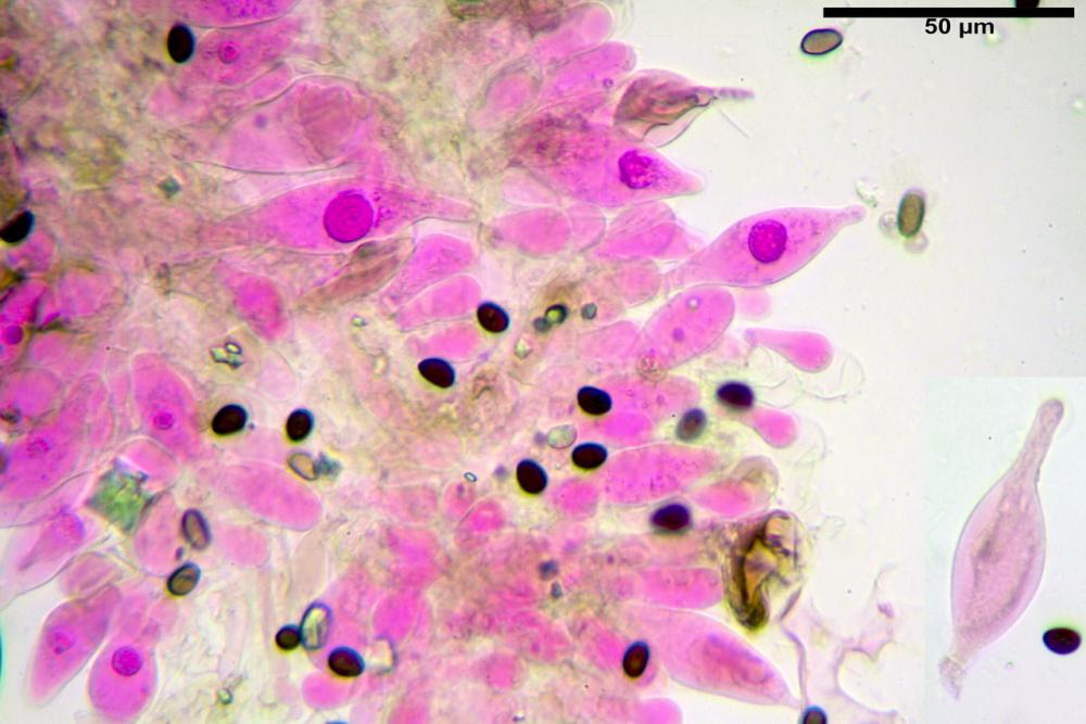 Typhrasa gossypina 5342 11.jpg