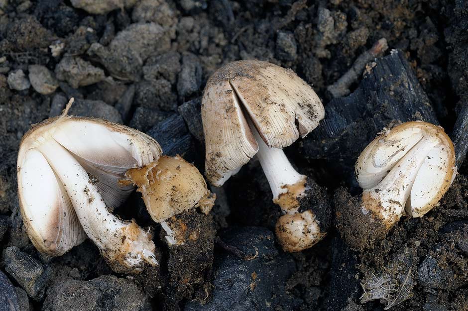 Coprinellus 02.jpg