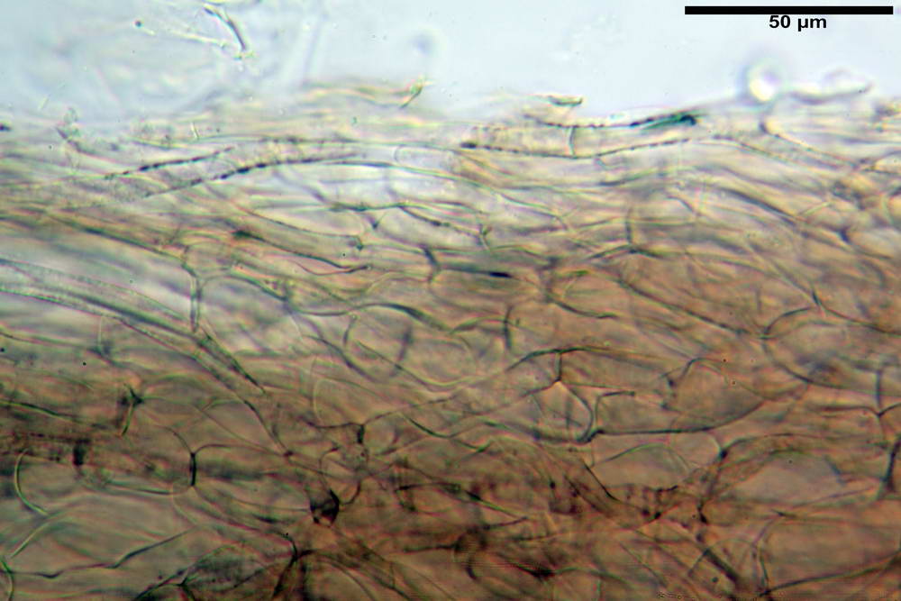 entoloma vindobonense 09.jpg