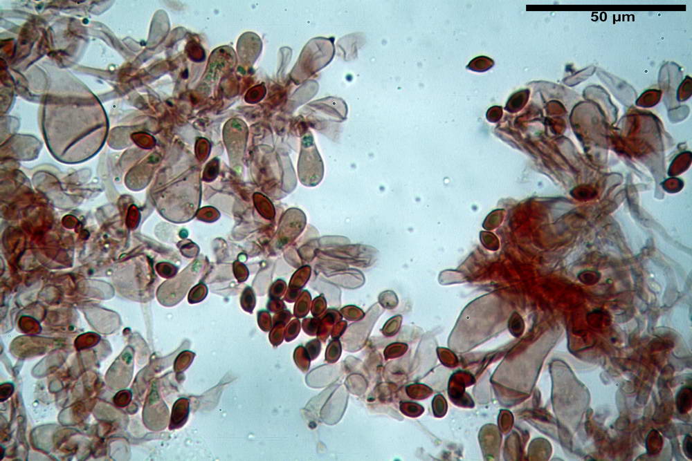 leucoagaricus purpureorimosus 4735 36.jpg