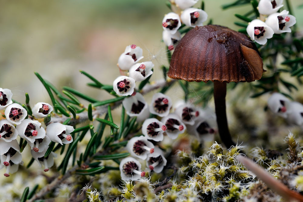 psilocybe montana var montana 5058 02.jpg